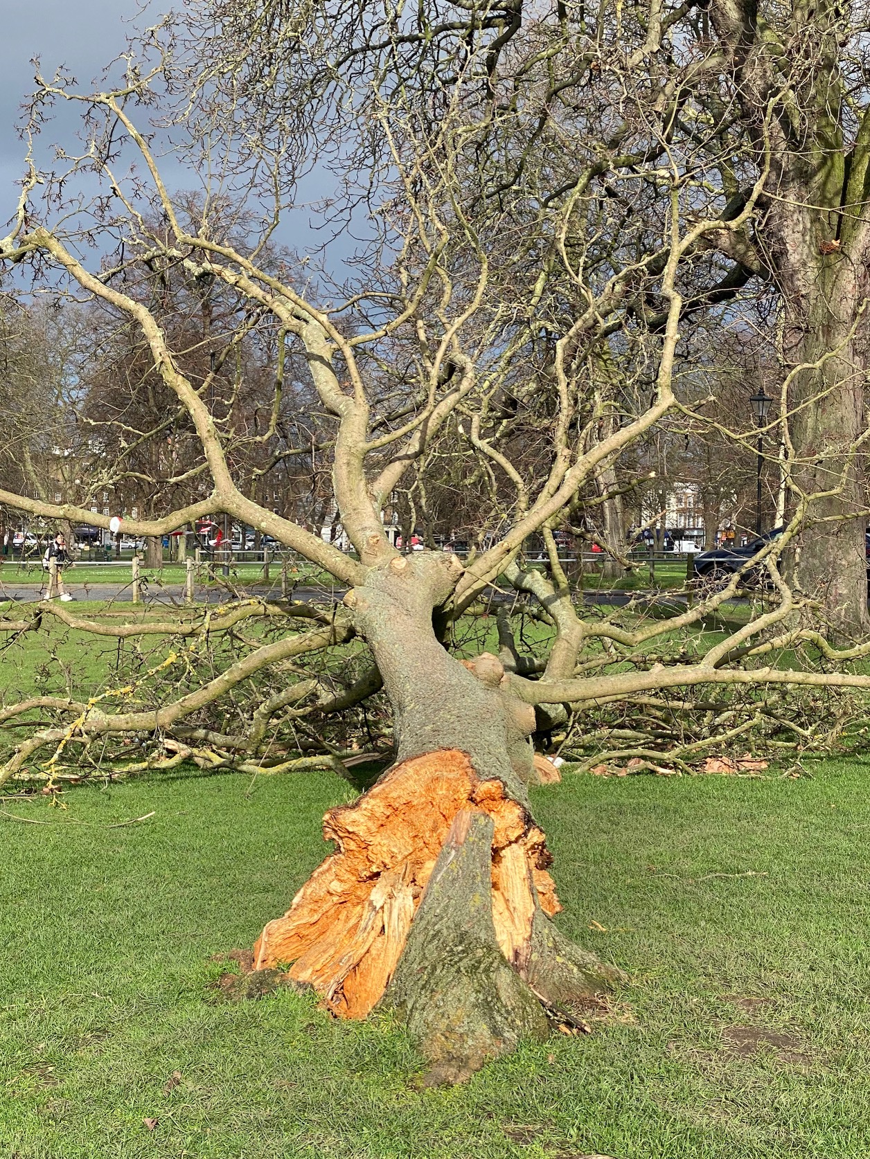 What happens to trees felled by the recent storms? CCMAC